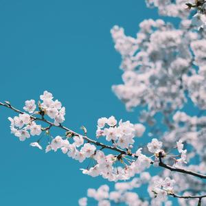 日韩不卡高清无码人妻
